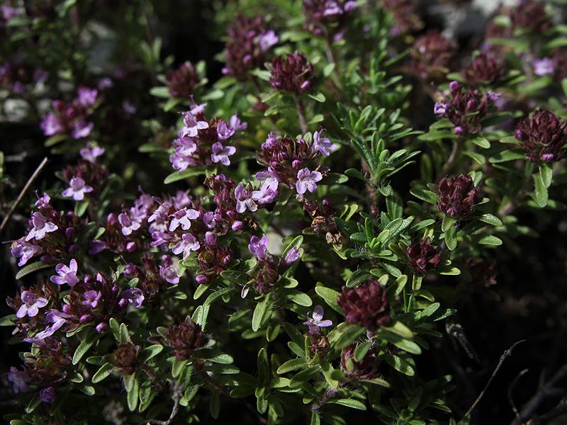 Image of Thymus daghestanicus specimen.