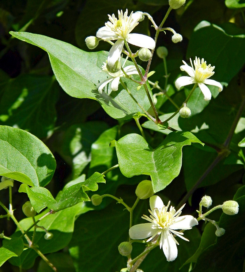 Изображение особи Clematis vitalba.