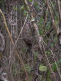 Picris hieracioides