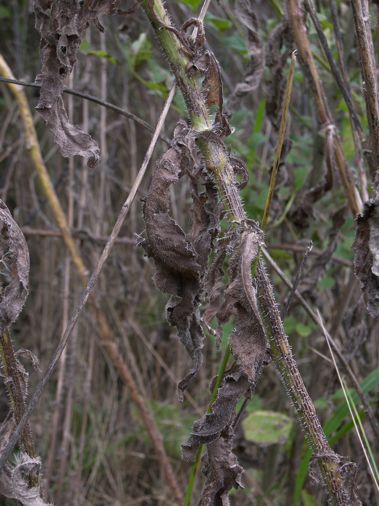 Image of Picris hieracioides specimen.