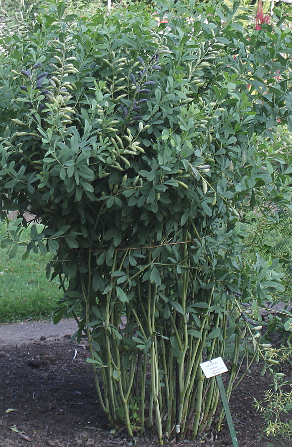 Image of Baptisia australis specimen.