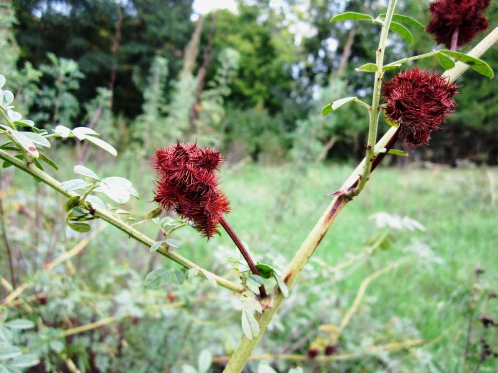 Изображение особи Glycyrrhiza echinata.