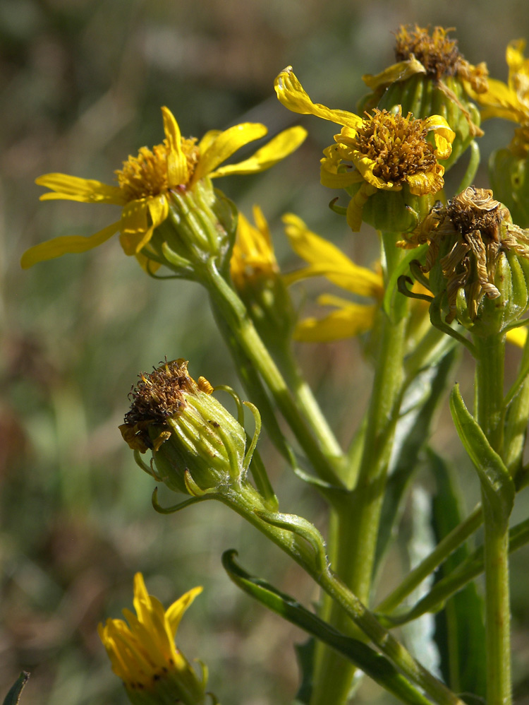 Изображение особи Senecio racemosus.