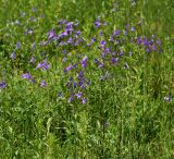 Campanula patula