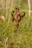 Trientalis europaea. Засохшее плодоносящее растение. Финляндия, Северная Остроботния, окр. пос. Virpiniemi, травяно-кустарничковый сосняк близ берега моря. 09.09.2013.
