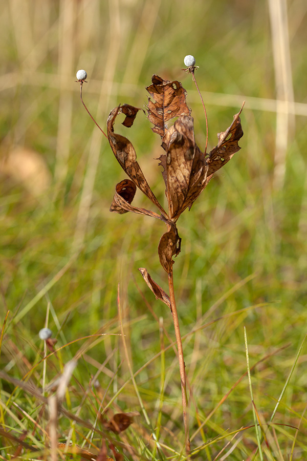 Изображение особи Trientalis europaea.