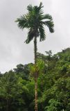 Areca catechu