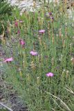 Dianthus acantholimonoides. Растение с цветками и плодами. Черноморское побережье Кавказа, Геленджикский р-н, близ г. Совхозная, выс. около 580 м н.у.м, томилляры. 21 июля 2013 г.