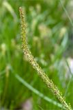 Triglochin maritima
