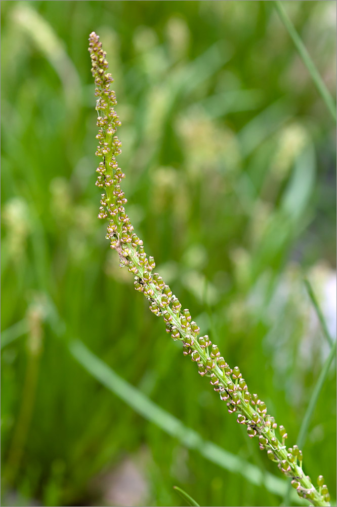 Image of Triglochin maritima specimen.