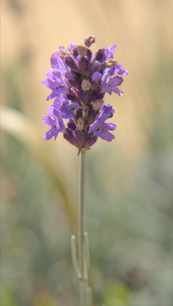 Изображение особи Lavandula angustifolia.