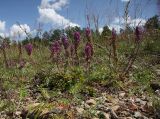 Oxytropis strobilacea