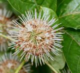 Cephalanthus occidentalis