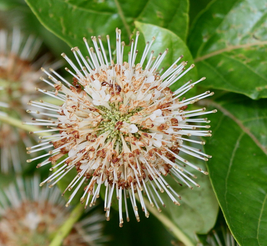 Изображение особи Cephalanthus occidentalis.