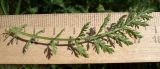 Achillea nobilis. Лист. Ростовская обл., Мясниковский р-н, окр. с/п Недвиговка, балка Каменная, верхушка склона. 09.06.2013.