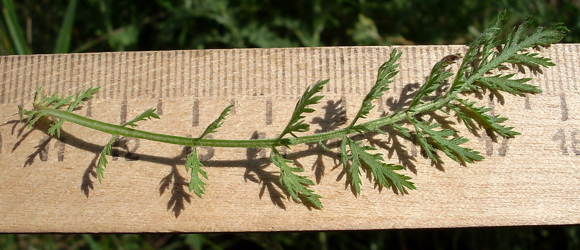 Изображение особи Achillea nobilis.