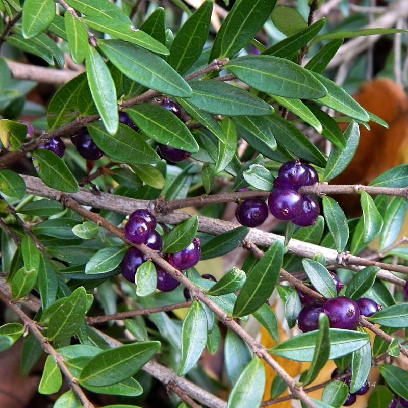 Image of Lonicera ligustrina specimen.