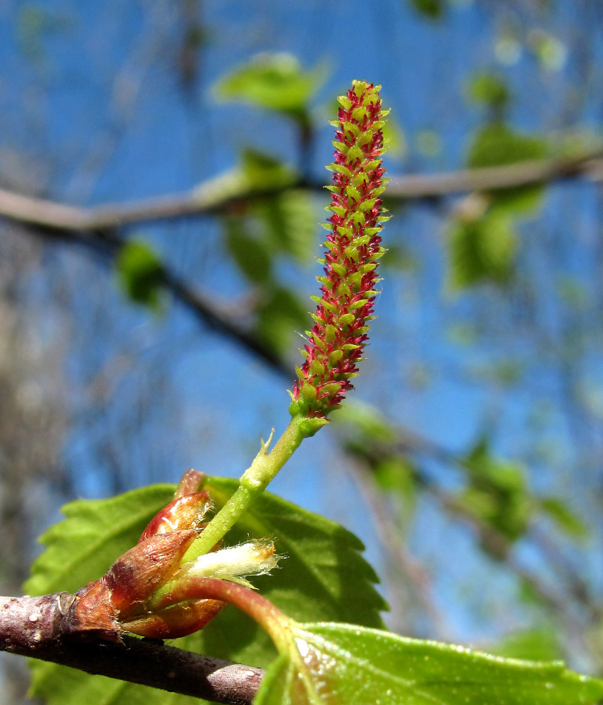 Image of Betula pendula specimen.