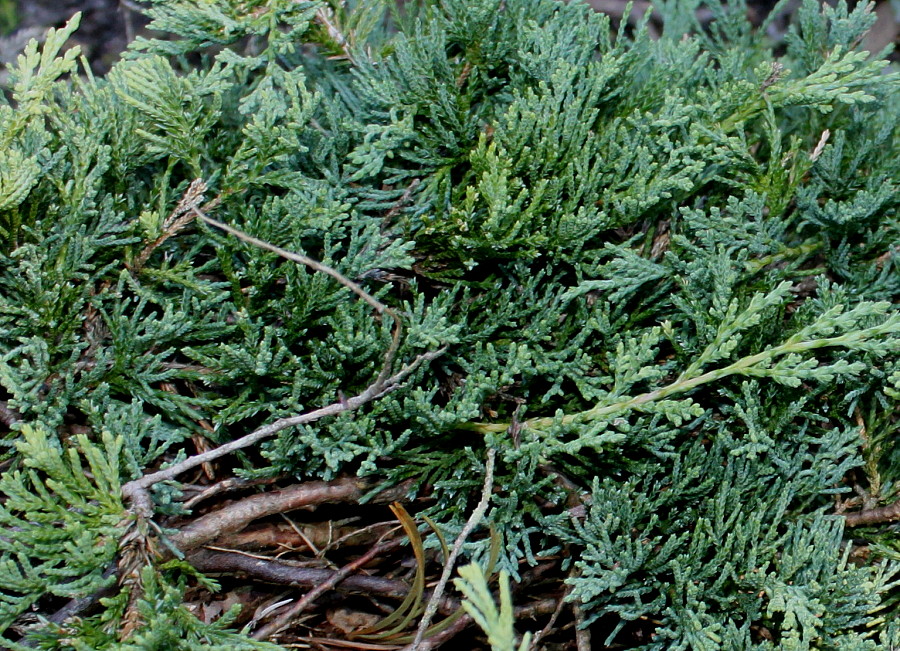 Image of Juniperus sabina specimen.