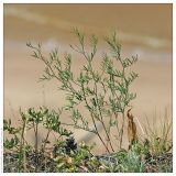 Astragalus arenarius