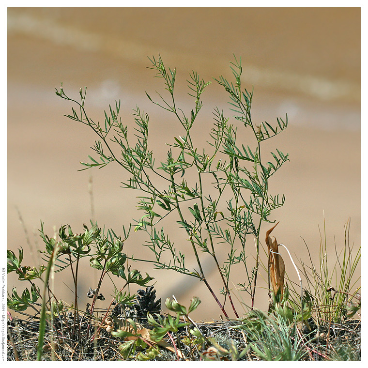 Image of Astragalus arenarius specimen.