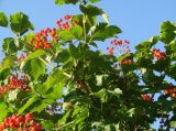 Viburnum opulus. Ветви с соплодиями. Иркутская обл., пригород Иркутска, дачный участок. 13.08.2008.