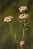 Achillea cartilaginea. Верхушка растения с соцветиями. Ленинградская обл., Кургальский п-ов. 17.07.2011.