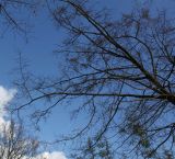 Nothofagus × alpina. Верхняя часть кроны многоствольного растения. Германия, г. Дюссельдорф, Ботанический сад университета. 02.03.2014.