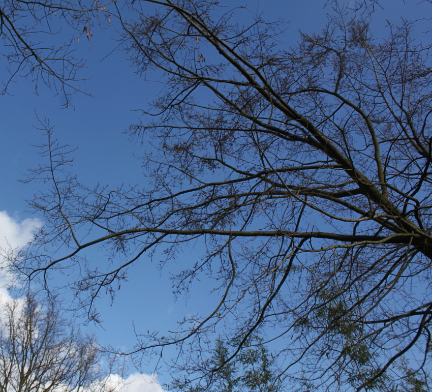 Image of Nothofagus &times; alpina specimen.