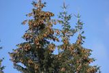 Picea × fennica