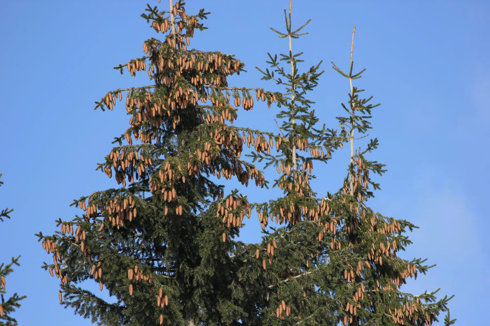 Image of Picea × fennica specimen.