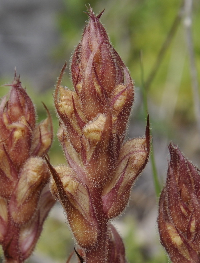 Изображение особи Orobanche alba.