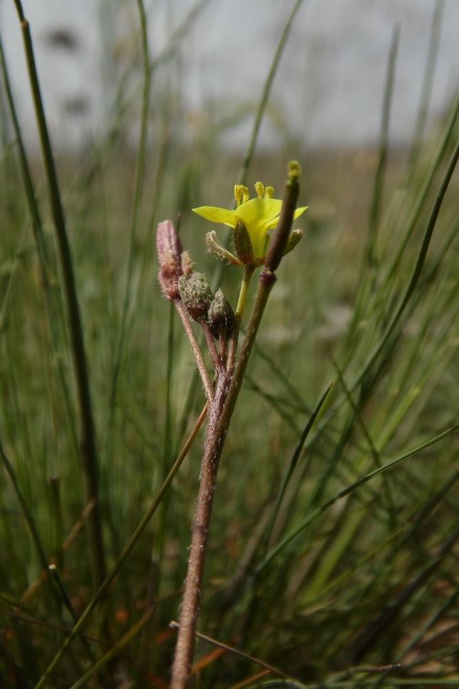 Изображение особи Diplotaxis muralis.