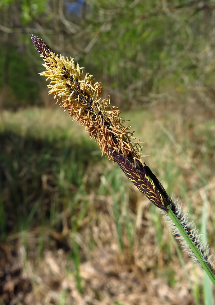 Изображение особи Carex acuta.