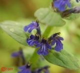 Ajuga genevensis