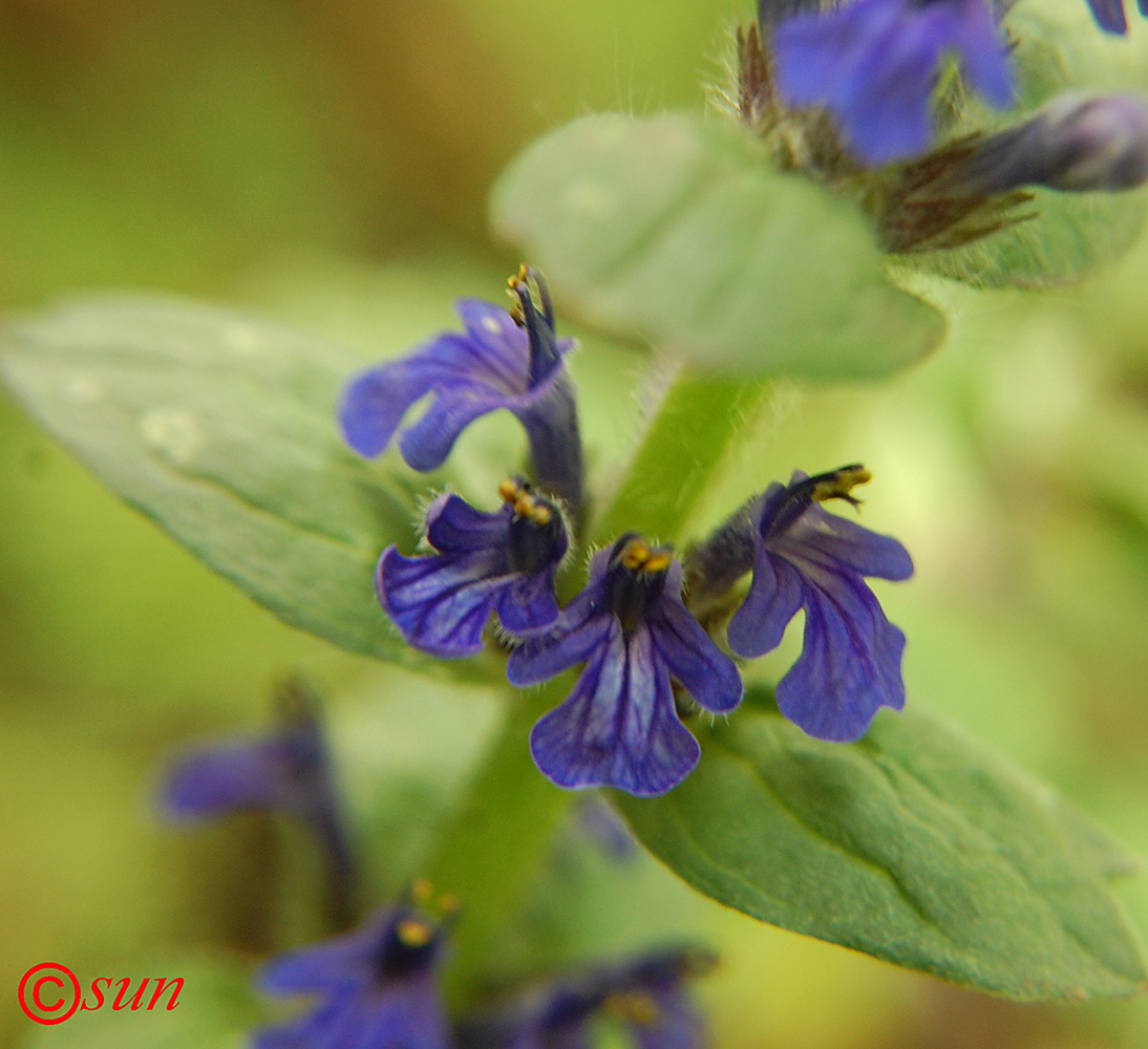 Image of Ajuga genevensis specimen.