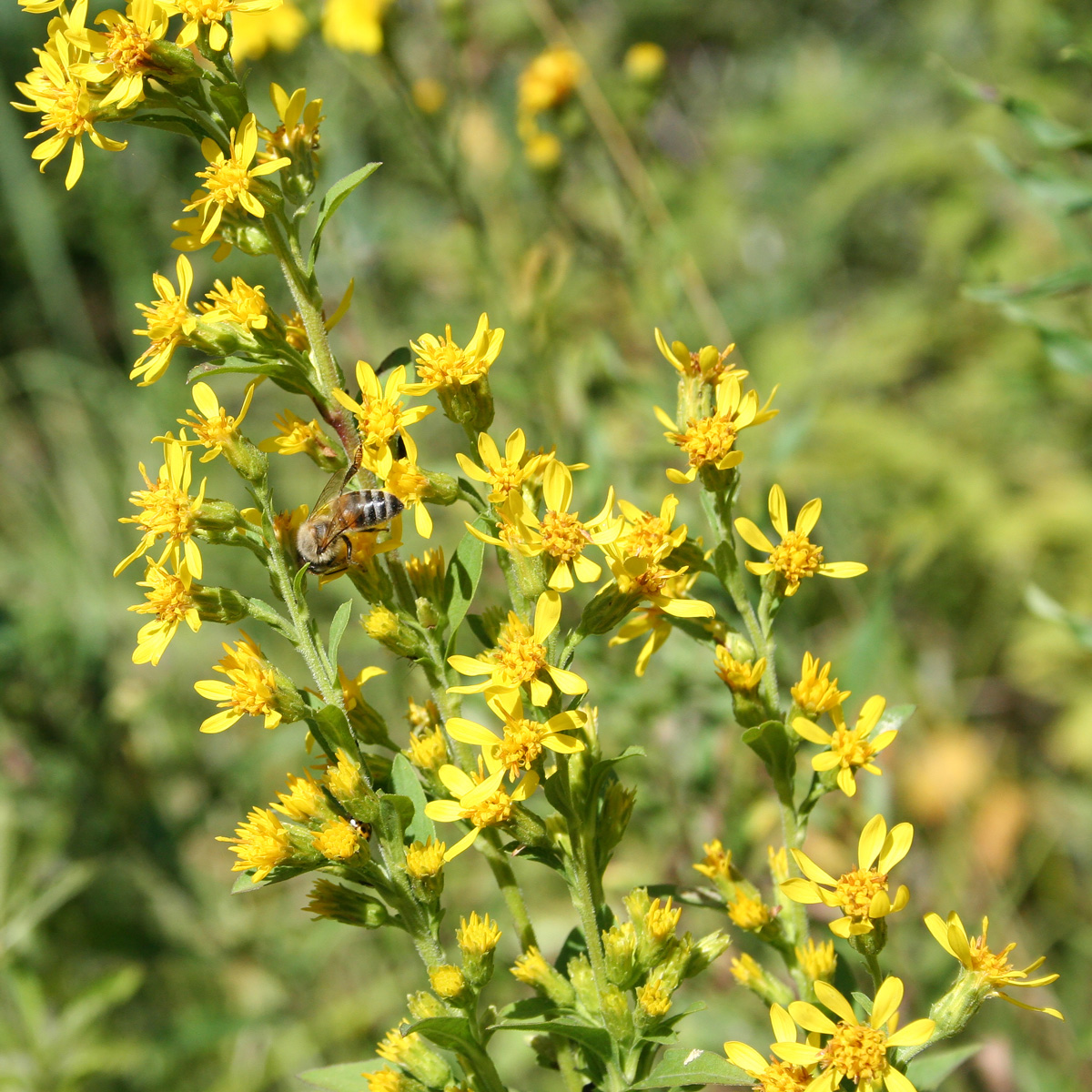 Изображение особи Solidago virgaurea.