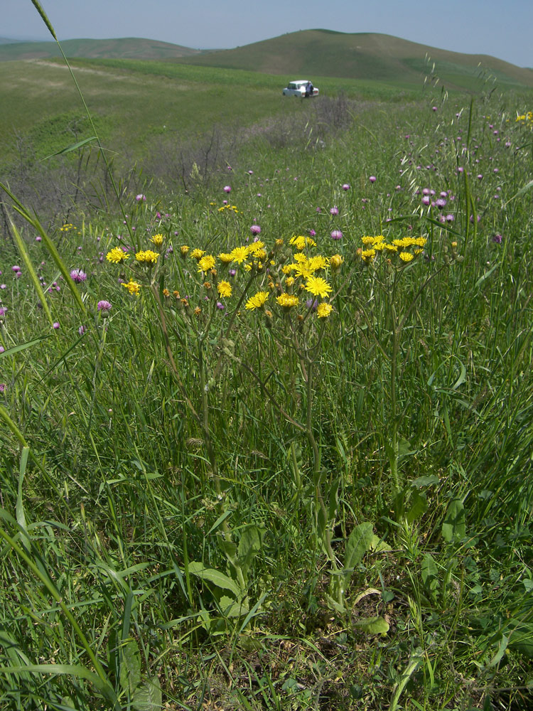 Изображение особи Crepis marschallii.