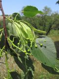 род Tilia. Ветвь с соплодиями. Крым, Севастополь, ур. Максимова дача. 09.06.2014.