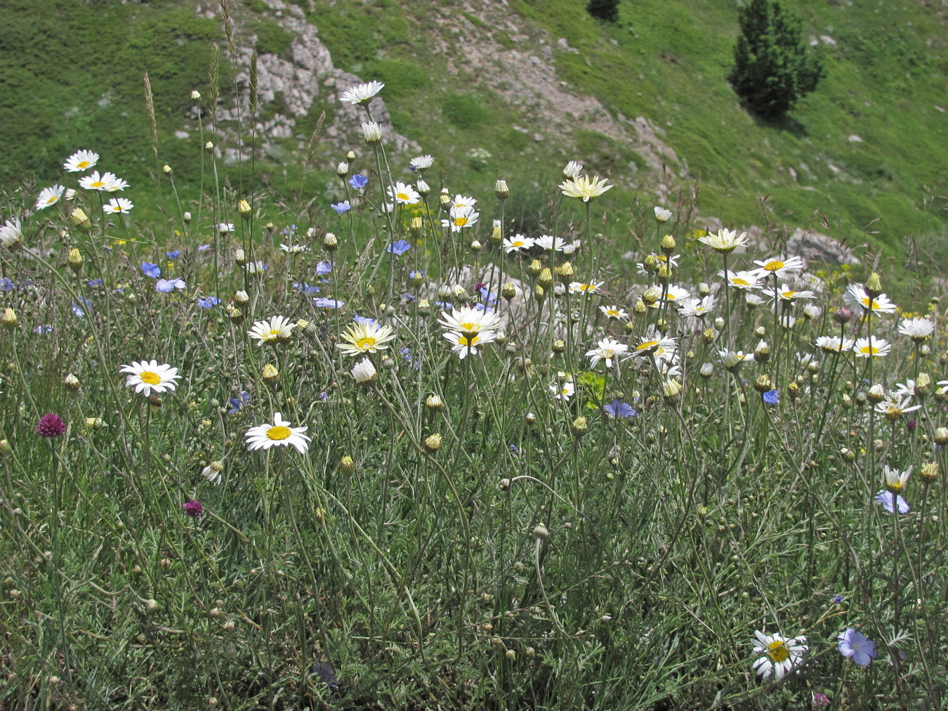 Изображение особи Anthemis jailensis.