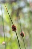 Juncus conglomeratus