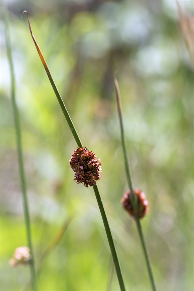 Изображение особи Juncus conglomeratus.