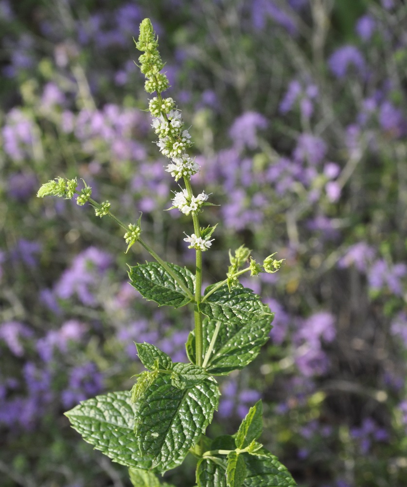 Изображение особи род Mentha.