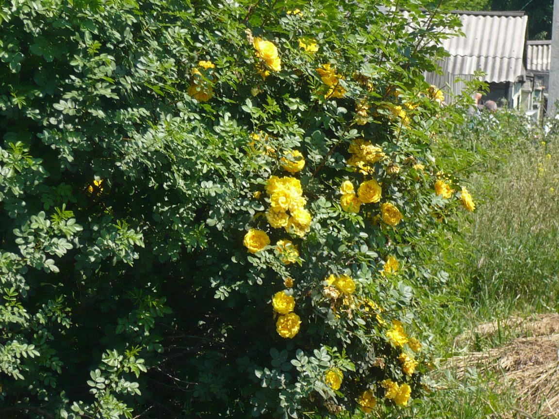 Изображение особи Rosa foetida.