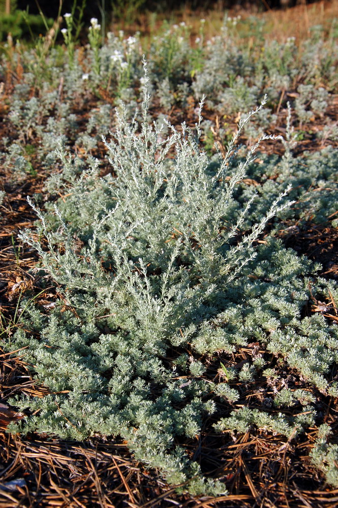 Изображение особи Artemisia frigida.