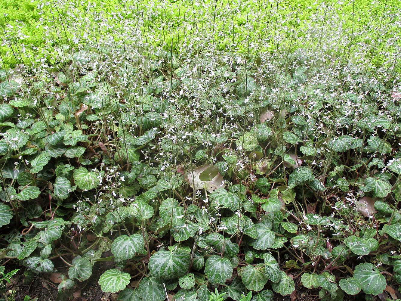 Изображение особи Saxifraga stolonifera.