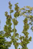 Rheum alexandrae