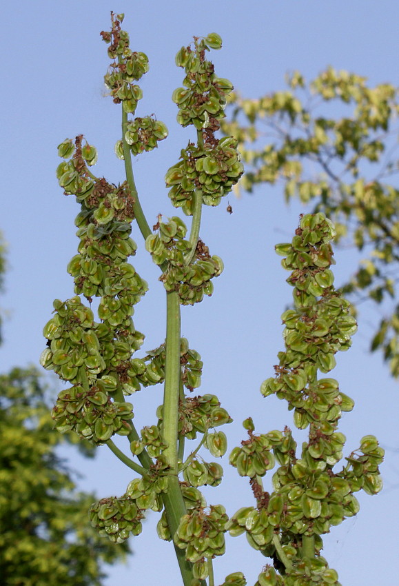 Изображение особи Rheum alexandrae.