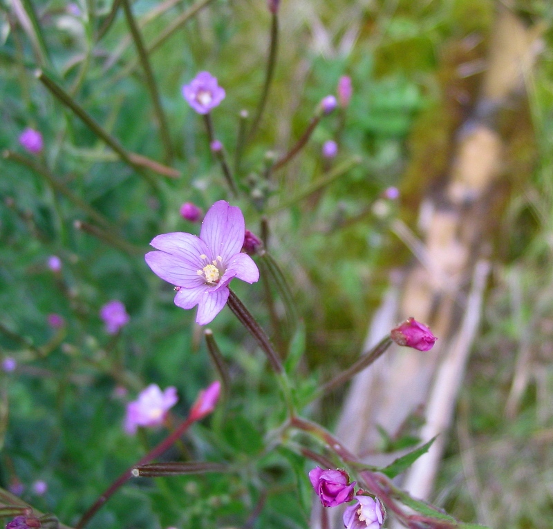 Image of Epilobium parviflorum specimen.