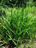 Sparganium erectum